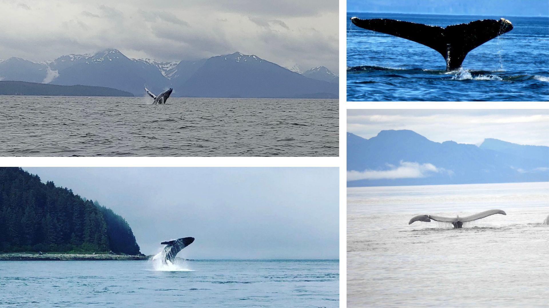 a bird flying over a body of water