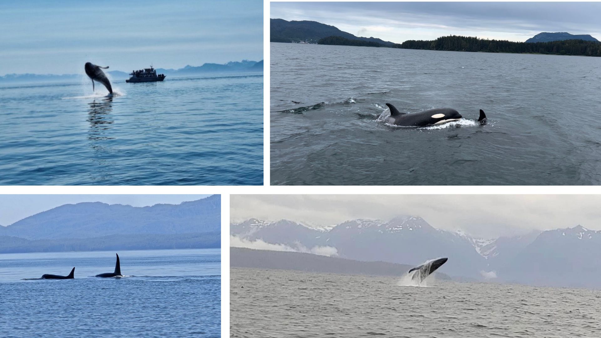 a flock of seagulls flying over a body of water
