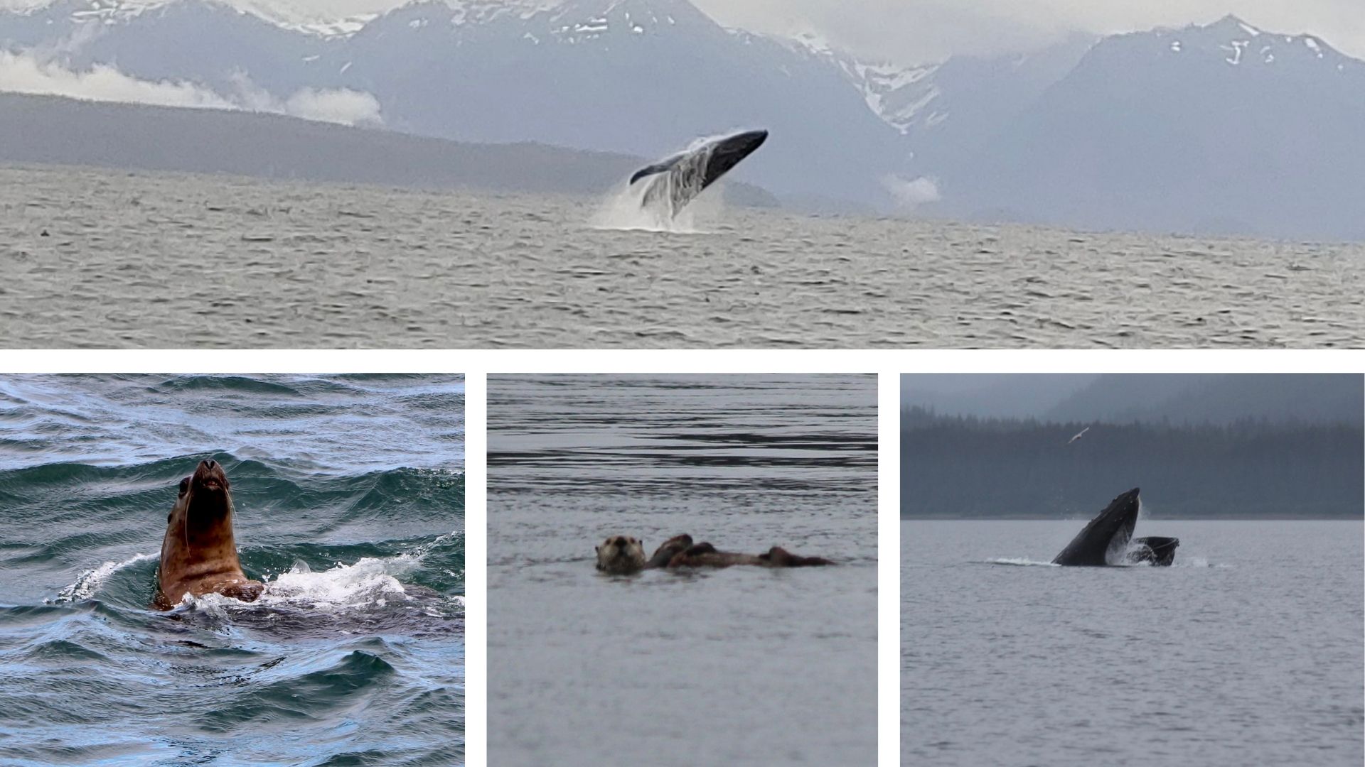 a dog swimming in a body of water