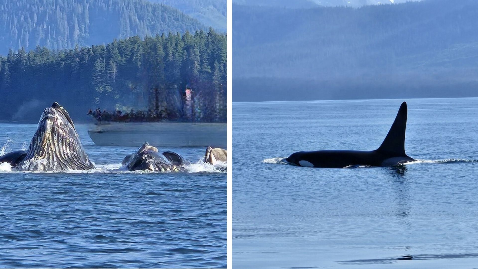 a dolphin jumping out of a body of water
